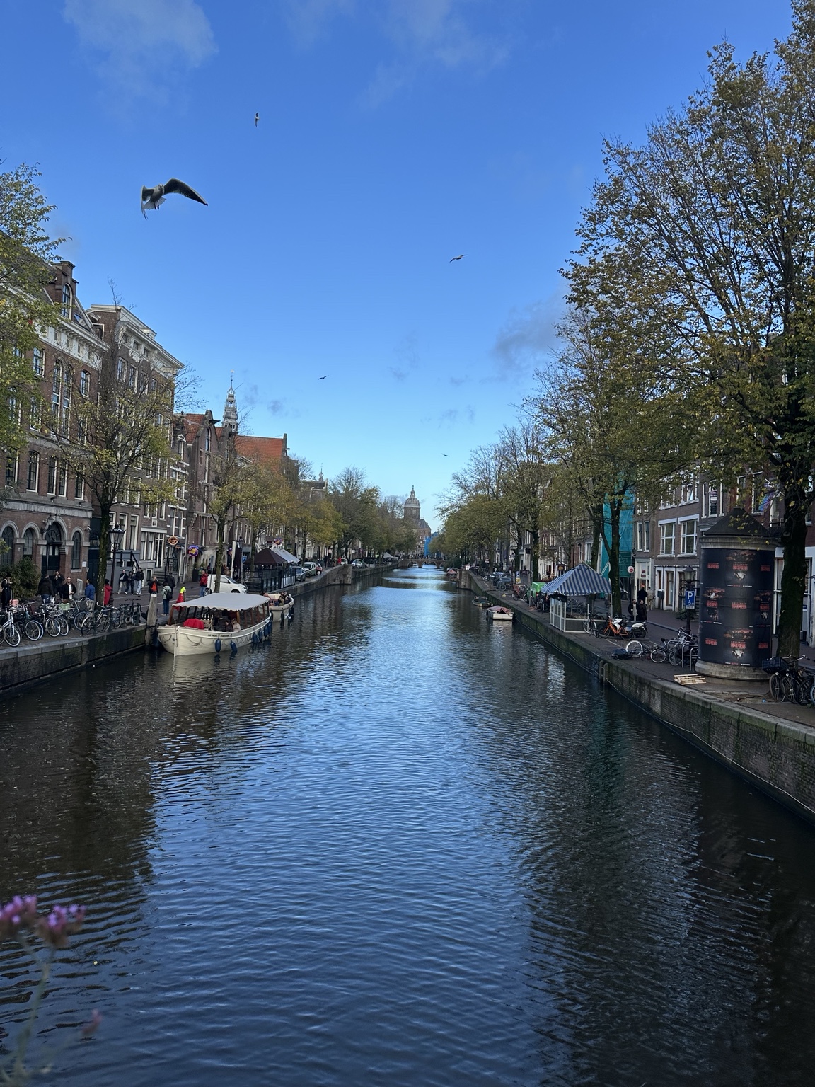 A calm Amsterdam canal lined with trees and buildings
