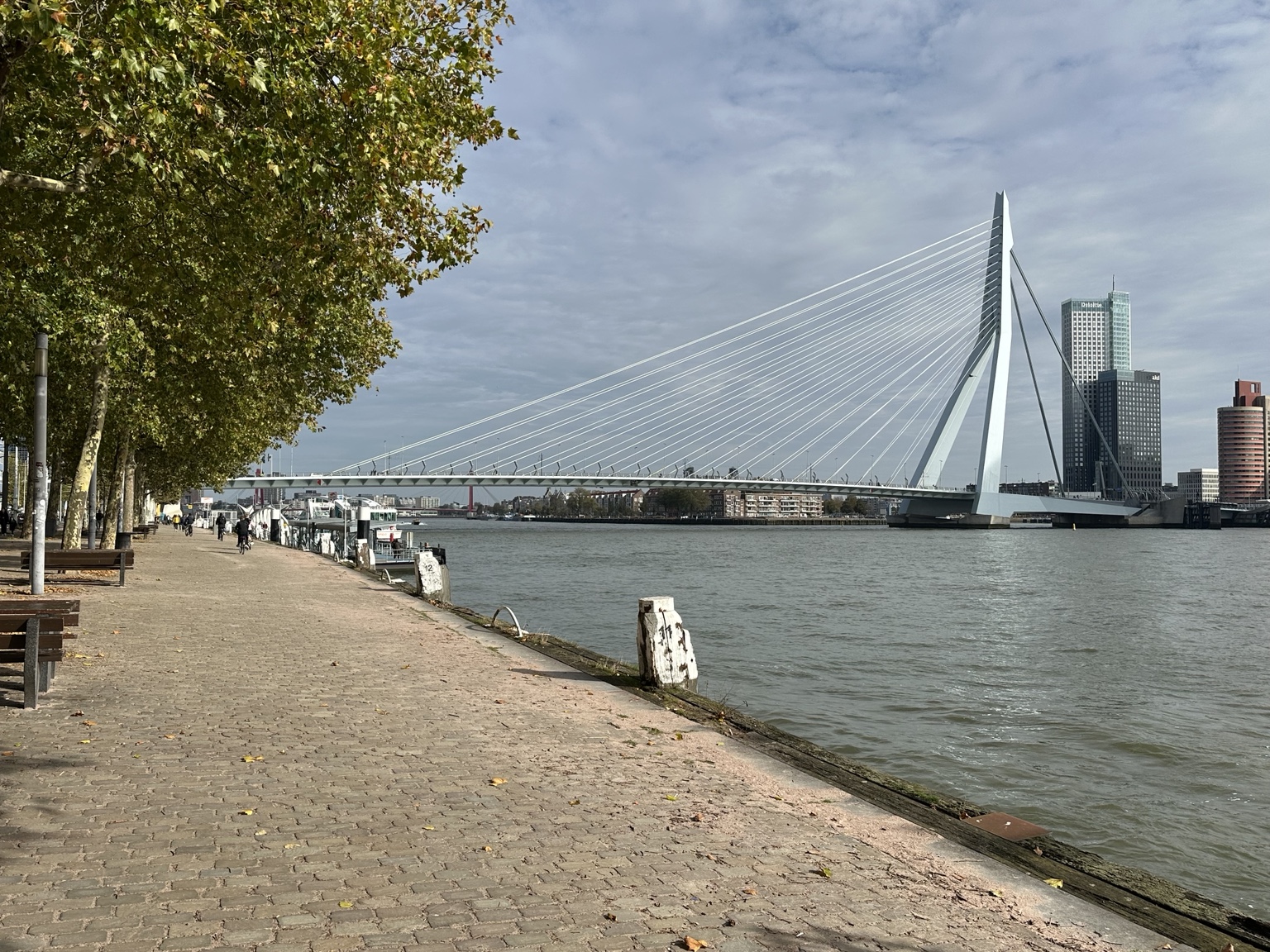 The Erasmus Bridge spanning the Nieuwe Maas in Rotterdam