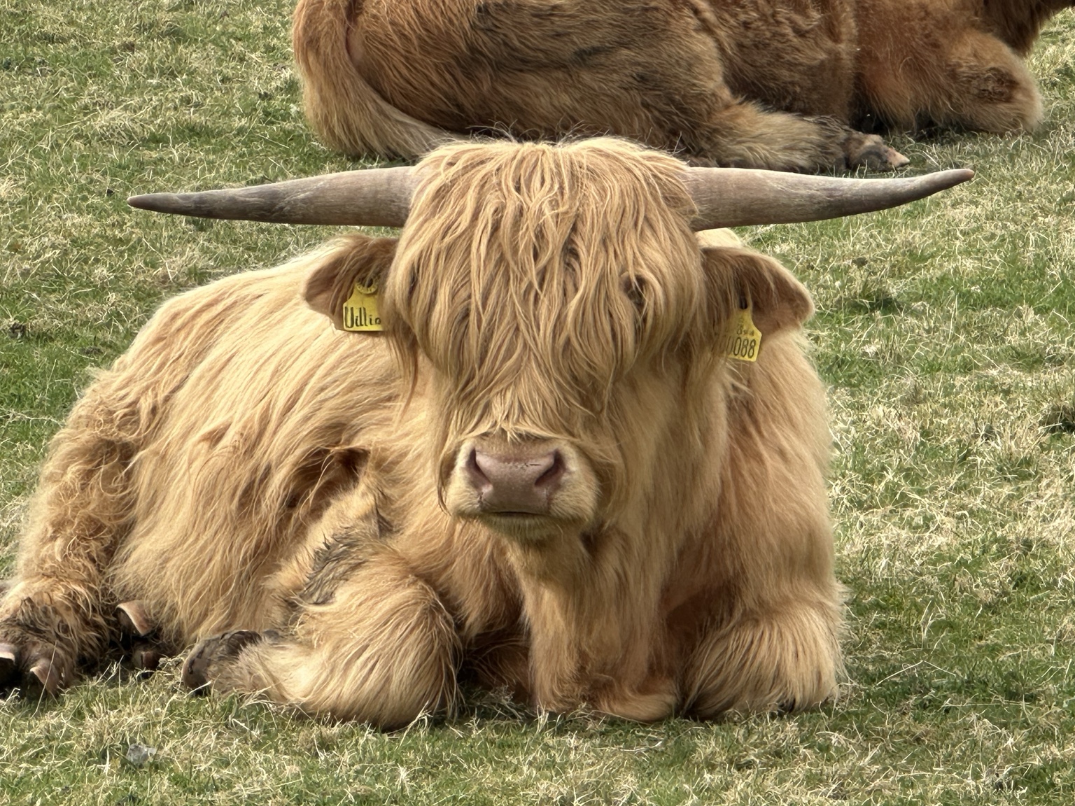 A blond Highland cow resting in a field