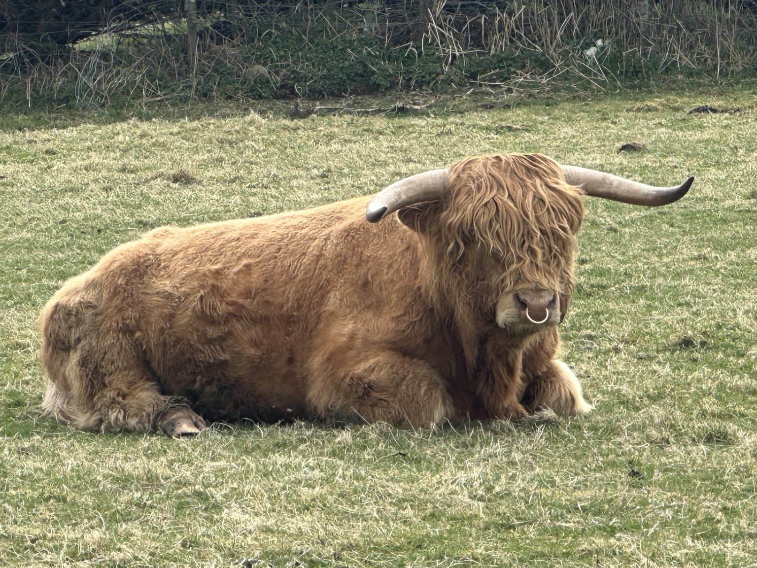 A brown Highland cow resting in a field