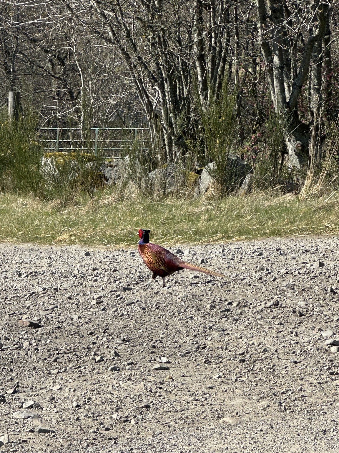 A pheasant standing beside a rural road